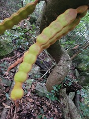 Mucuna macrocarpa