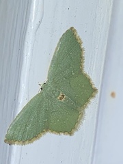 Chloropteryx tepperaria