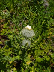 Cirsium brevistylum