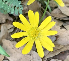 Ranunculus petiolaris