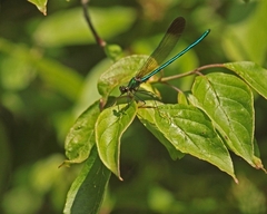 Calopteryx amata