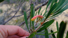 Melaleuca blepharosperma