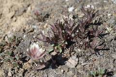 Castilleja occidentalis