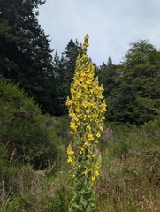 Verbascum speciosum