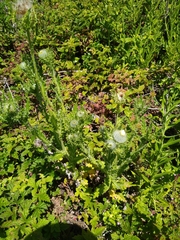 Cirsium brevistylum