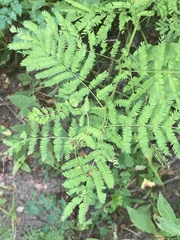 Mimosa microphylla