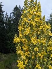 Verbascum speciosum
