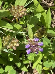 Bombus flavifrons