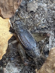 Gryllidae