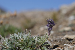 Phacelia sericea