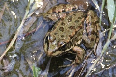 Pelophylax bedriagae
