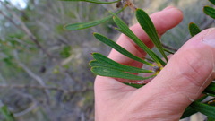 Melaleuca blepharosperma