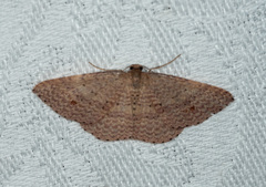 Epicyme rubropunctaria