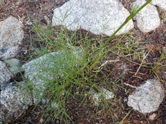 Angelica lineariloba