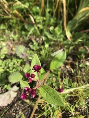 Alternanthera porrigens