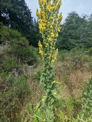 Verbascum speciosum