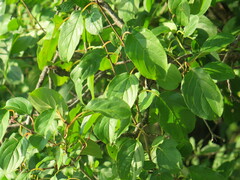 Rhamnus