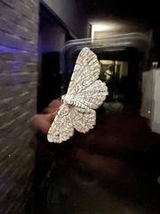 Iridopsis defectaria