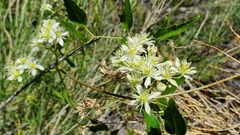 Clematis ligusticifolia