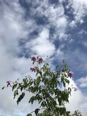 Dahlia imperialis