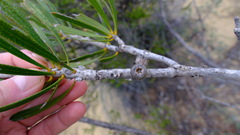 Melaleuca blepharosperma