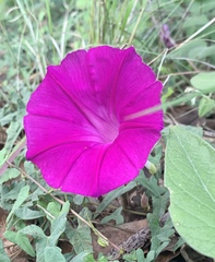 Ipomoea elongata