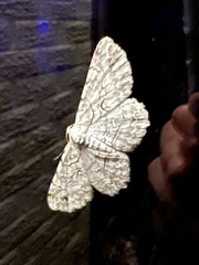 Iridopsis defectaria