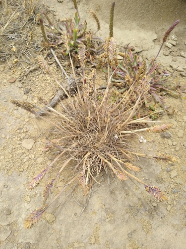 Image of Poa unilateralis by no rights reserved
