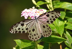 Ideopsis gaura