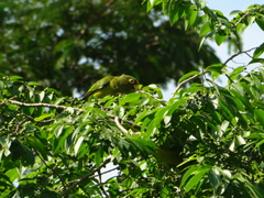 Eupsittula canicularis