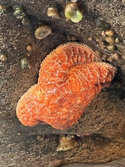 Pisaster ochraceus