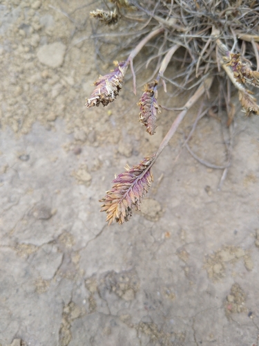 Image of Poa unilateralis by no rights reserved