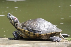 Trachemys scripta elegans