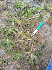 Wyethia angustifolia