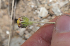 Erigeron compositus