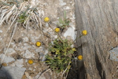 Erigeron compositus