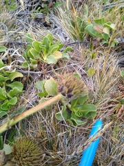 Wyethia angustifolia