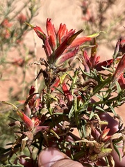 Castilleja linariifolia