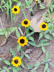 Sanvitalia procumbens