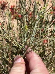 Castilleja linariifolia