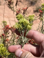 Castilleja linariifolia