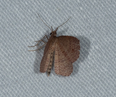 Epicyme rubropunctaria
