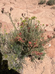 Castilleja linariifolia