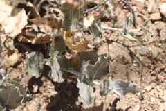 Asclepias californica
