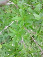 Ligustrum quihoui
