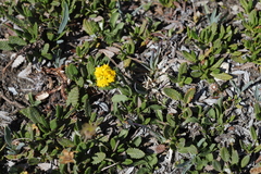 Solidago multiradiata