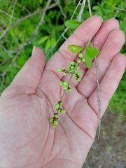 Ligustrum quihoui