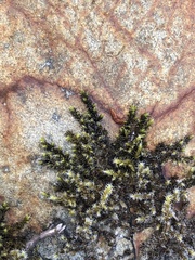 Racomitrium elongatum