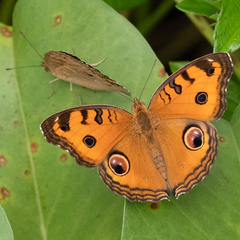 Junonia almana