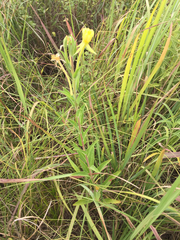 Oenothera villosa